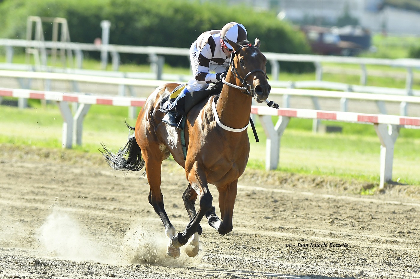 Southern Horse (Roman Ruler) conquist Condicional (1000m-Arena-PAL). - Staff ElTurf.com