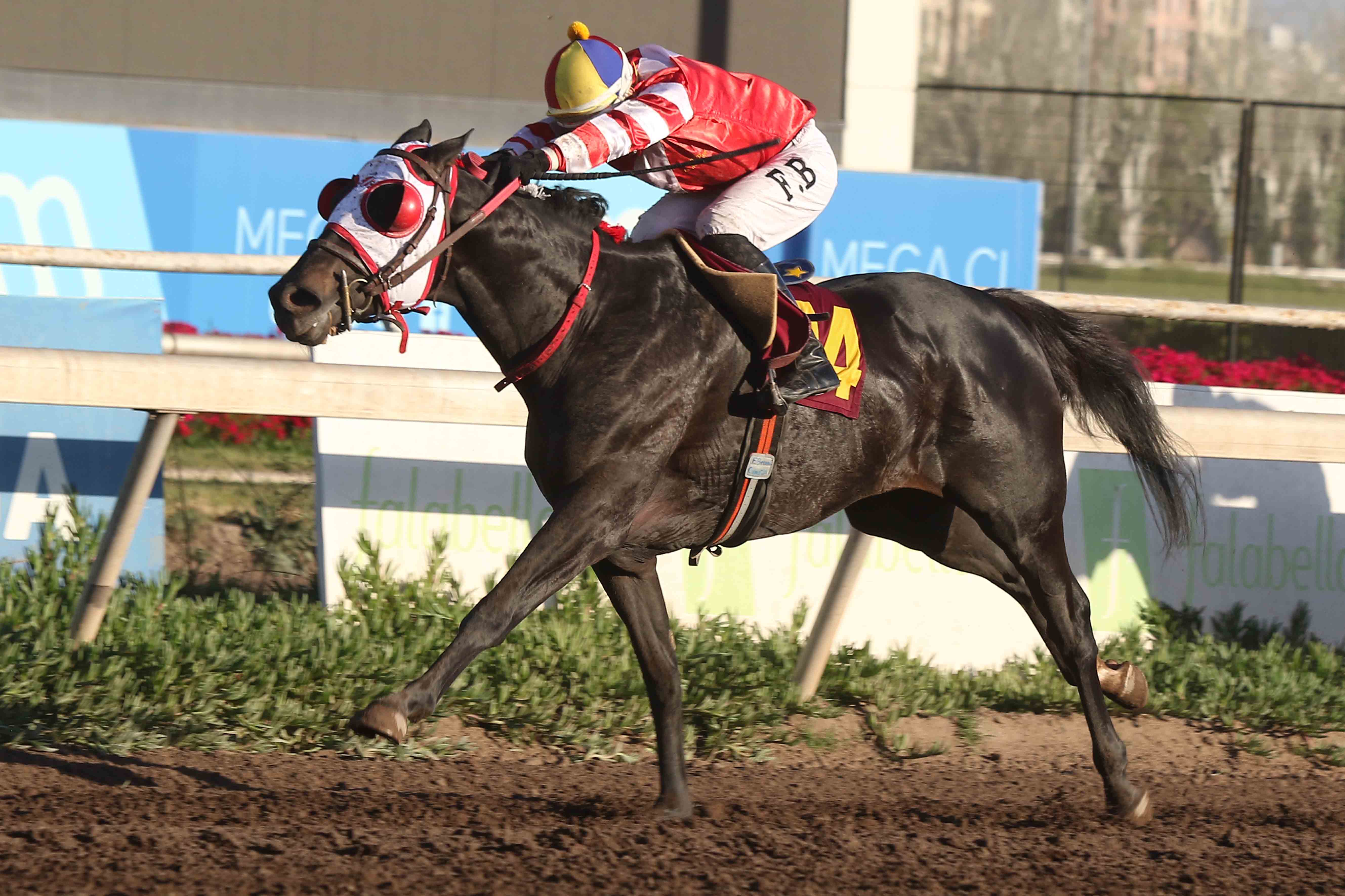 Lucky Magreb (Stay Thirsty) se impuso en Condicional (1300m-Arena-CHS). - Staff ElTurf.com